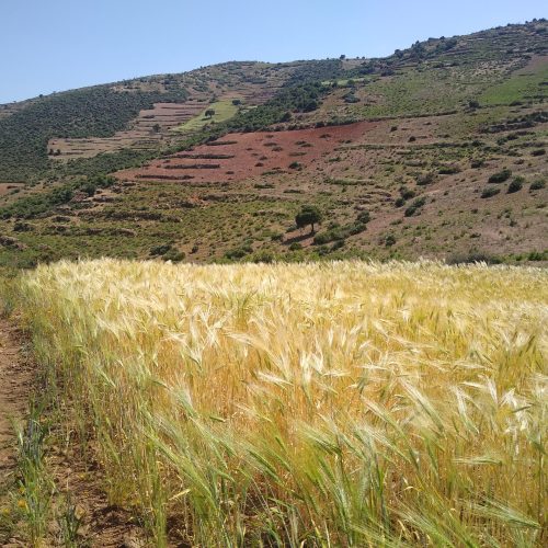 IMG_20220527_155643487